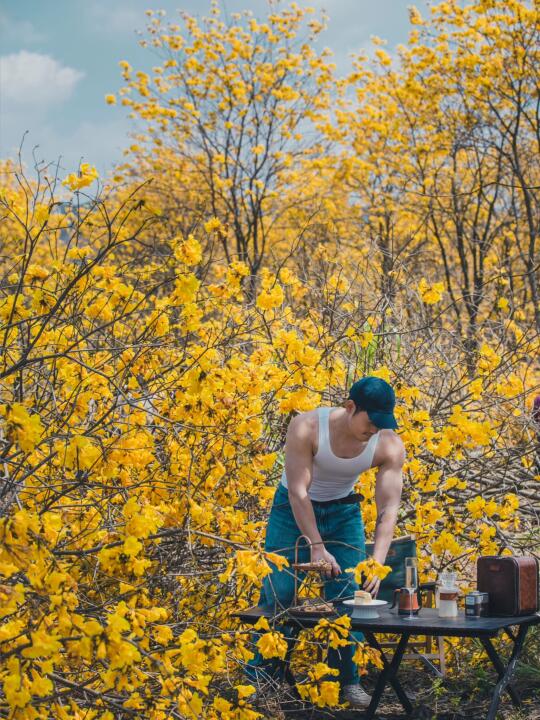 闯进春日限定的金色童话，黄花风铃木炸场啦