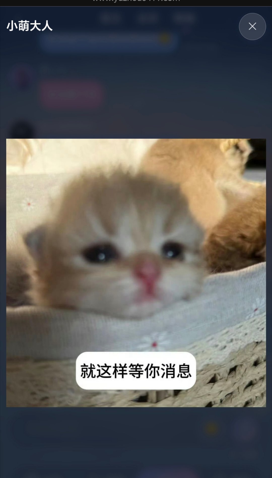 感觉我只有半夜能抓到宝宝[柯基]完全倒时差见面 ​​​