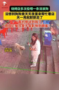 太通人性了！5月29日，长春，烧烤店老板娘多次投喂流浪狗，没想到，流浪狗竟每天趁