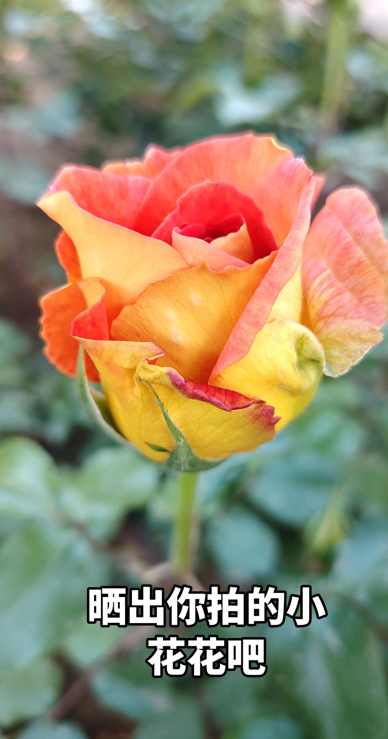 睦南公园随手拍月季花