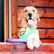 誒呀是金毛米修