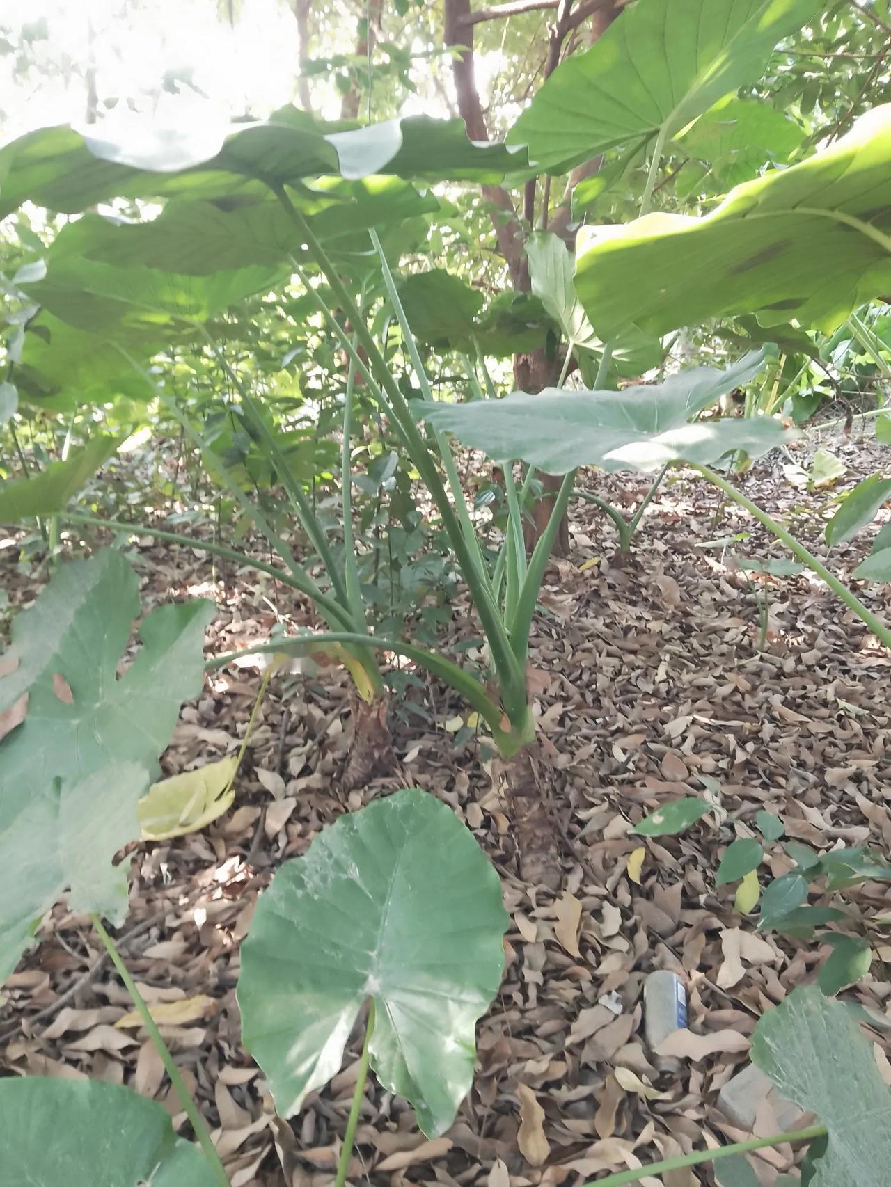 问题
人类植物学研究、生物学研究还远远不够！
个人认为，现在有许多草本植物需要人