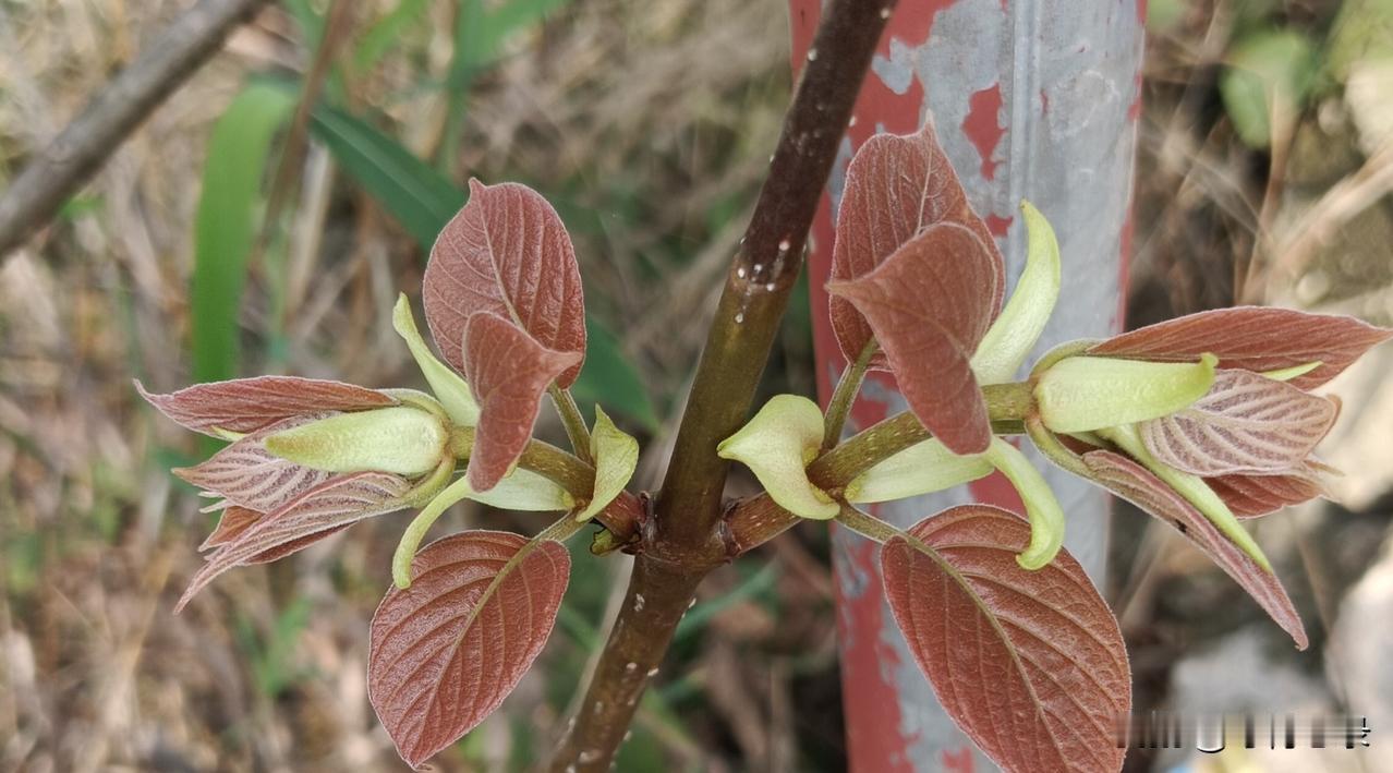 为什么不能提前消除隐患呢？一定要等到小日本的导弹打出来了再拦截，是不是太被动了？