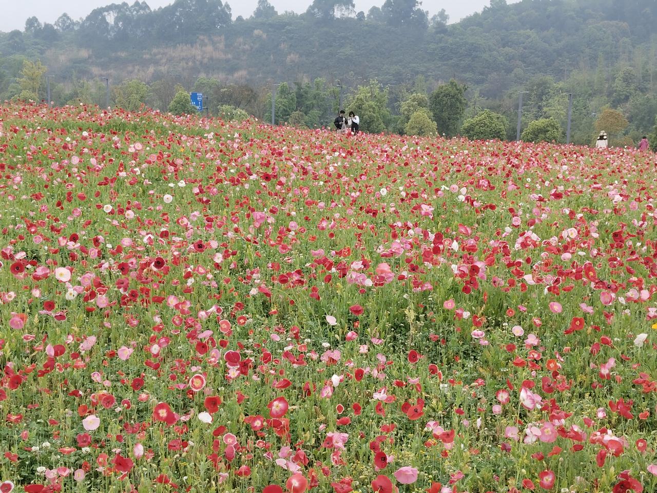 成都·双流虞美人花海

虞美人花又称丽春花，不仅具有极高的观赏性，而且全身都是宝