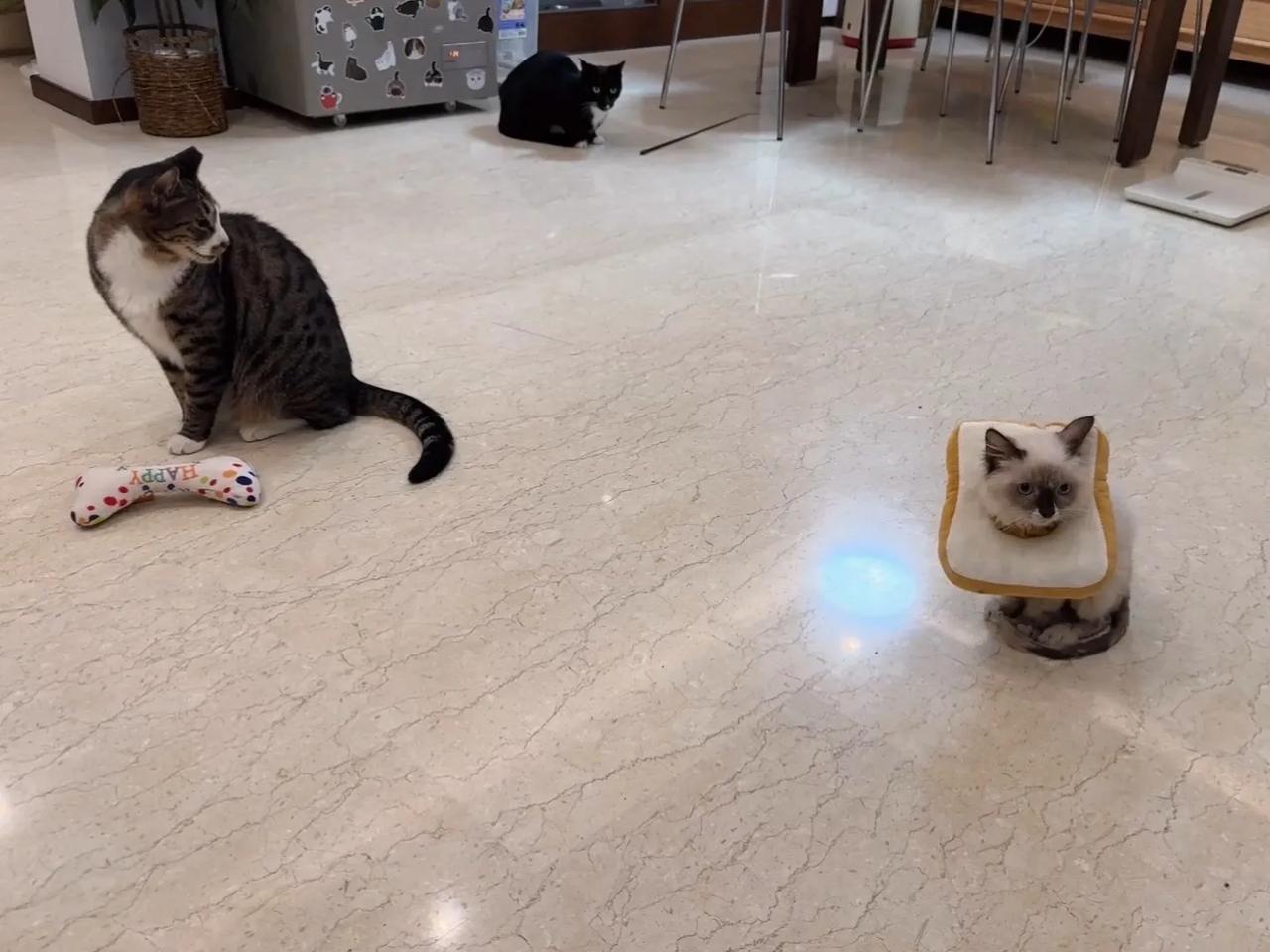 今天是吐司布！能屈能伸睡猫砂盆，能上能下偷吃别人吃剩的一点肉沫～ #萌宠# #猫
