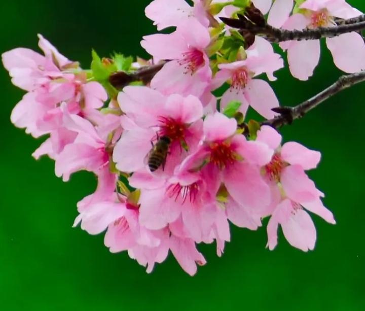 以前农村的女孩都比较早结婚，早生孩子的，说一说三个男孩追求一个班花的故事，在村办