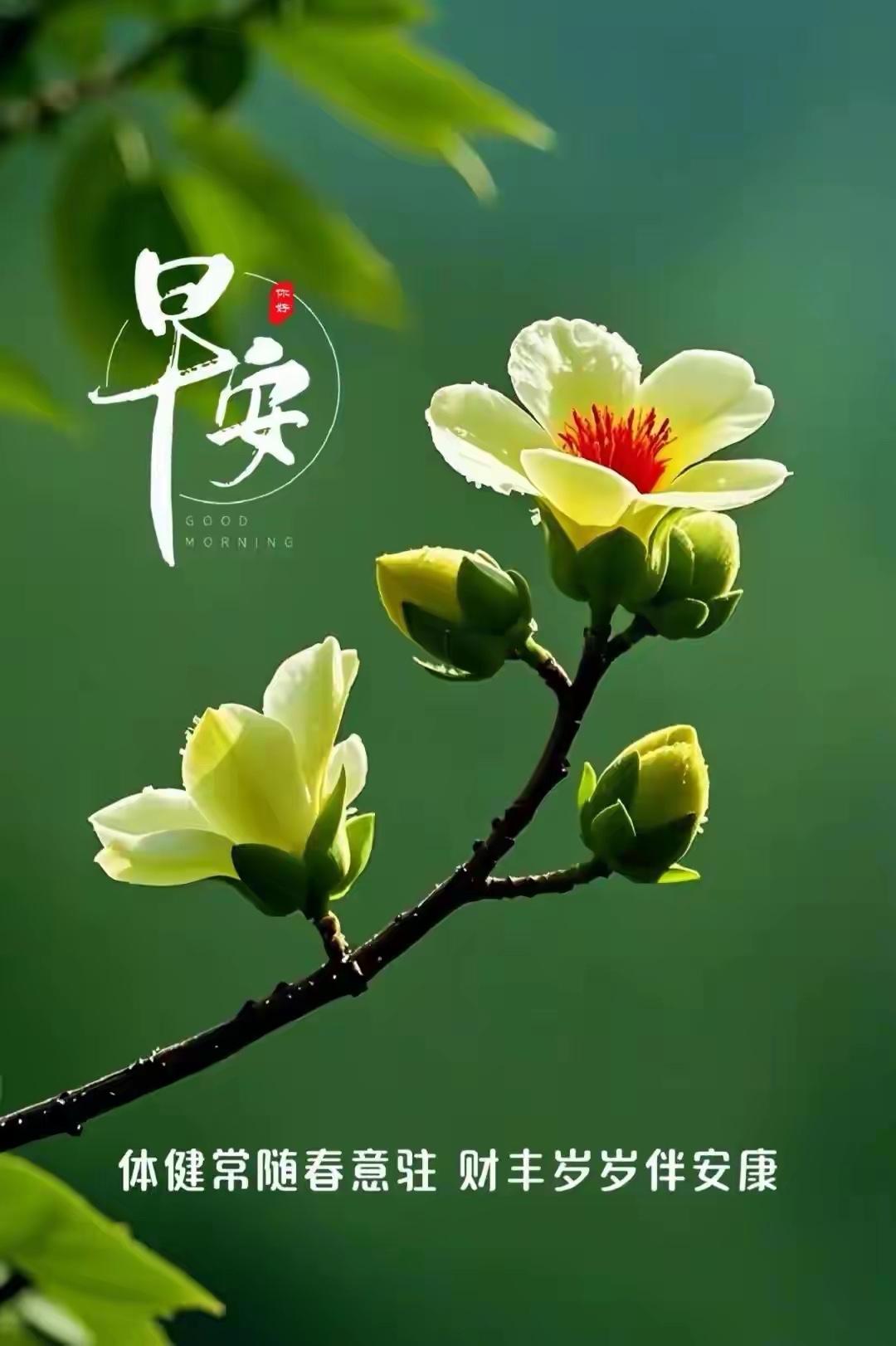 早安呀～
冬晨的风裹着细雪擦过窗沿，
可别慌——你看那杯
刚沏的热红茶正吐白汽，