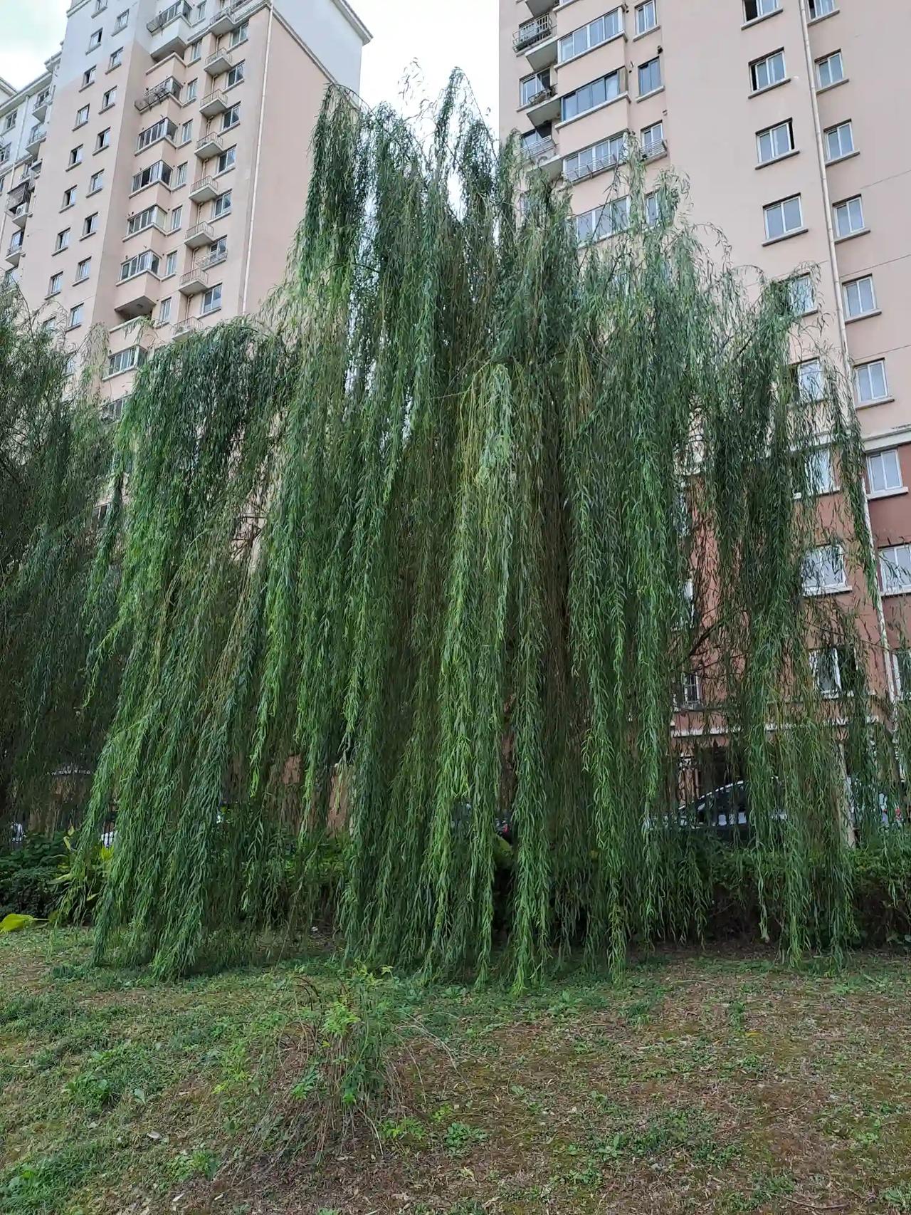 桃花落尽春正盛
柳叶还青冬已来
今年气候反常，冬至早过，气温一直没降，直到202