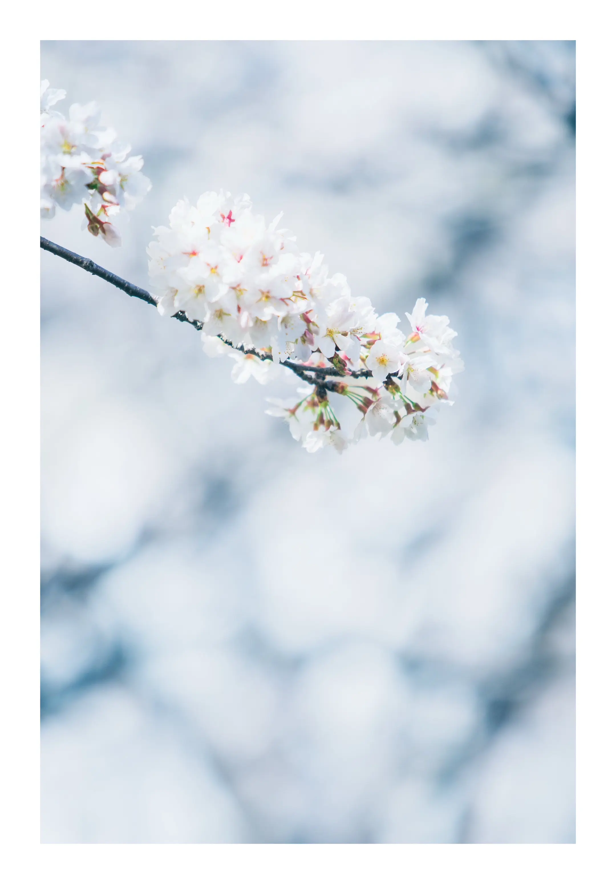 春天的曲牌，秦声的传播。