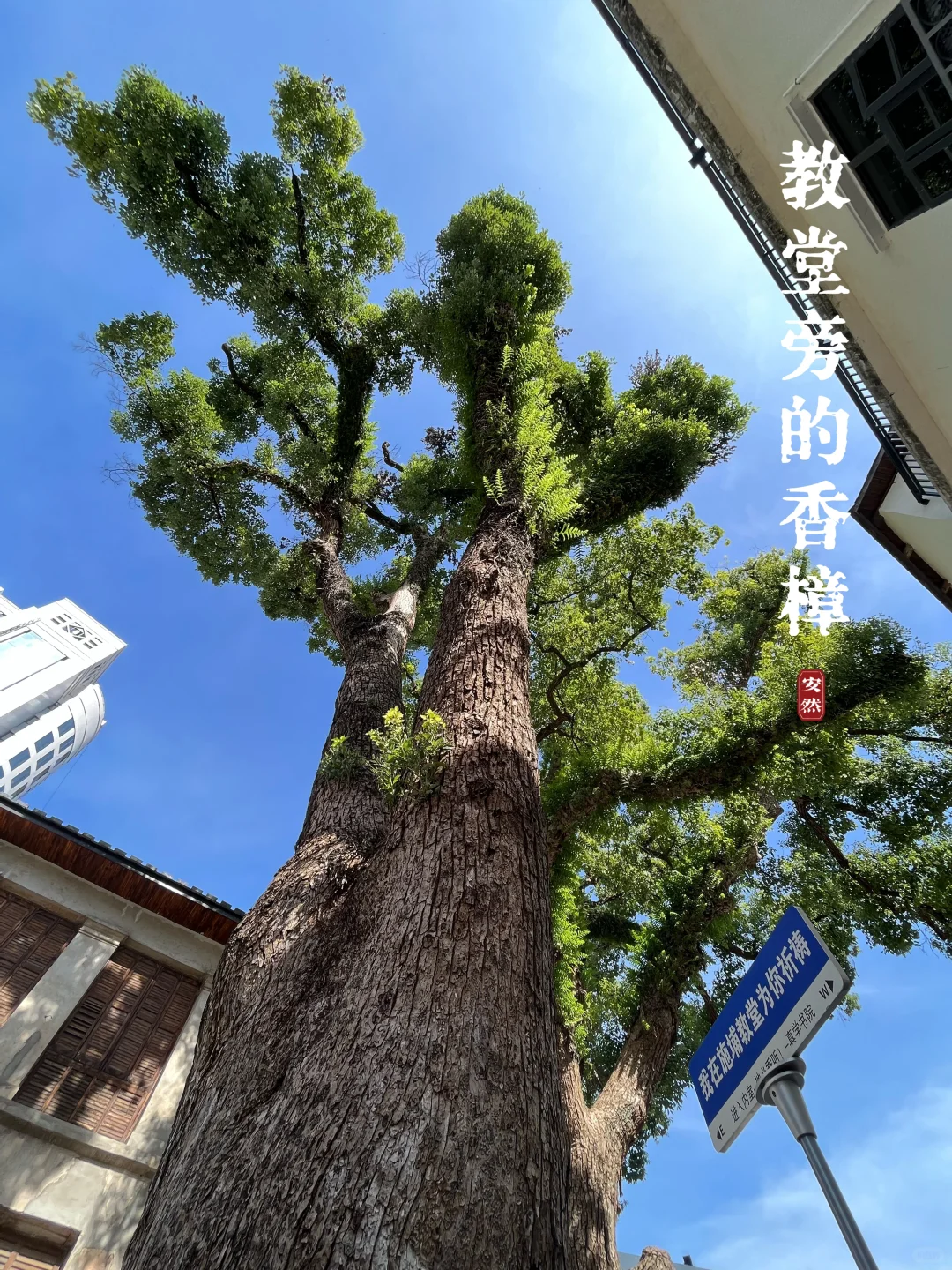 福州古树名木20｜闽A00777/闽A00778号（仓山）