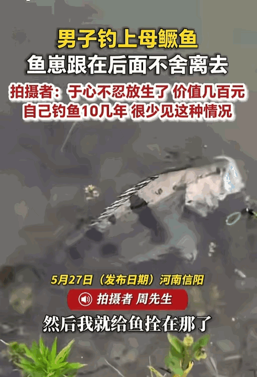 万物皆有灵！河南一男子费半天劲钓了条七八斤的野生大鳜鱼，谁知道他把鱼拴在水里后，
