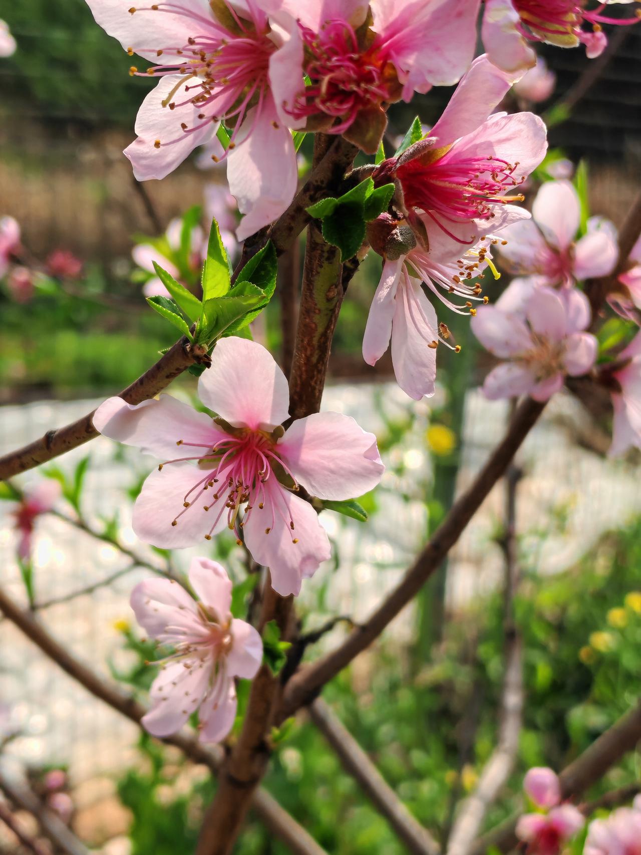 春日生活打卡季春来桃花开，这棵桃花树不高，适合拍照。花儿太美啦，让人流连忘返。