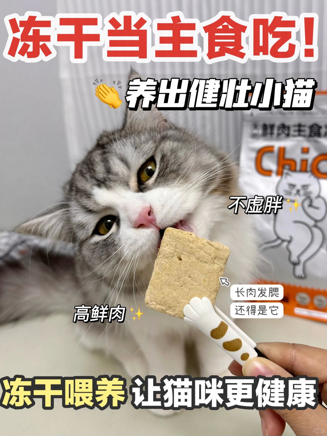 疯狂安利的鲜肉主食冻干！轻松养出健壮猫🐱