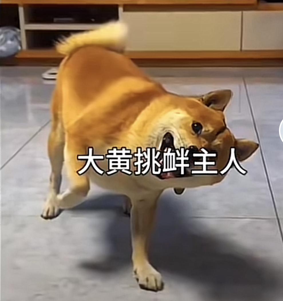 狗狗学主人走路，真像。狗狗，咱能学点好吗？主人够痛苦了！