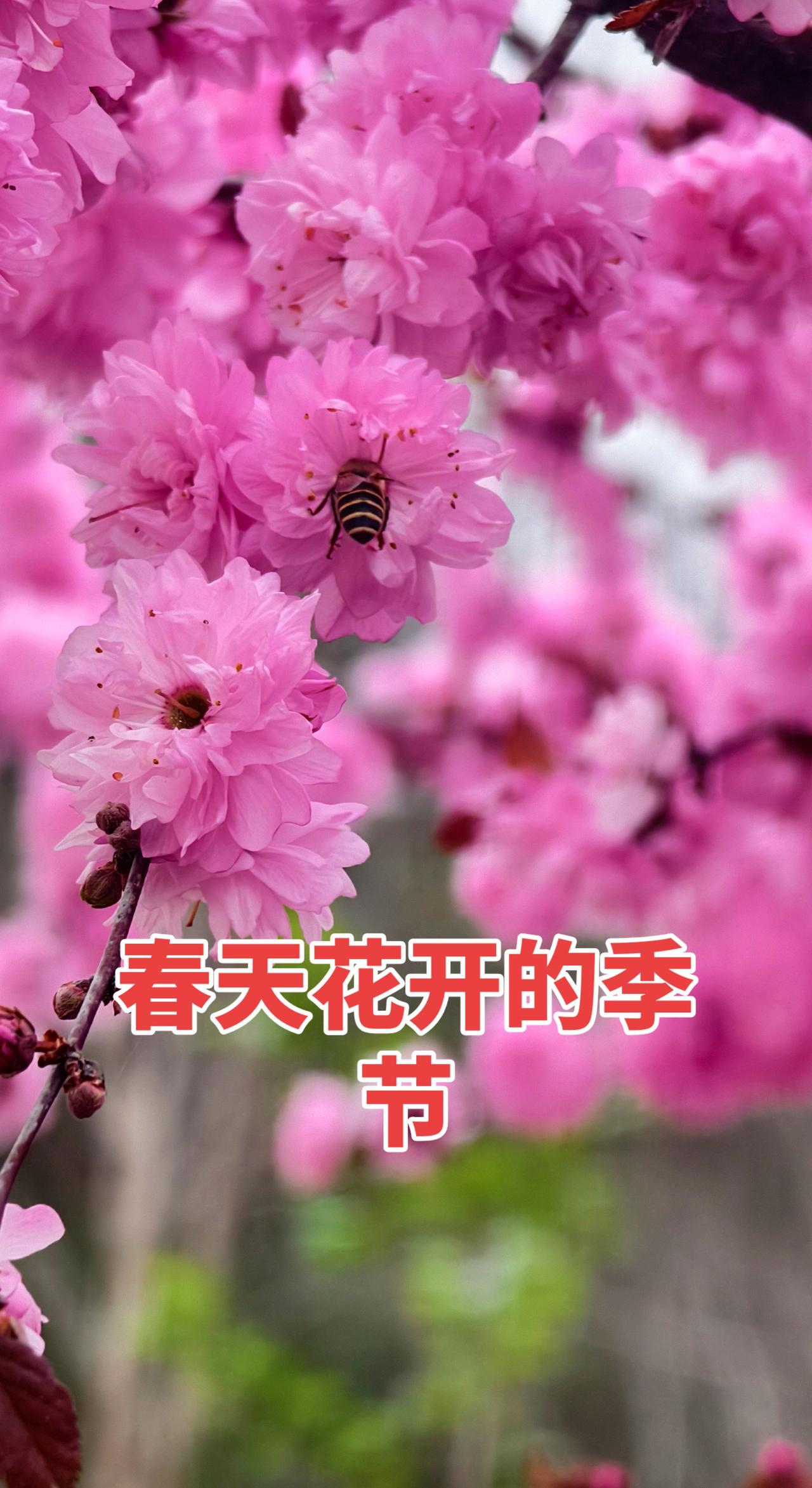 粉色樱花树枝繁叶茂 把春天溺在花海里 粉红色樱花树