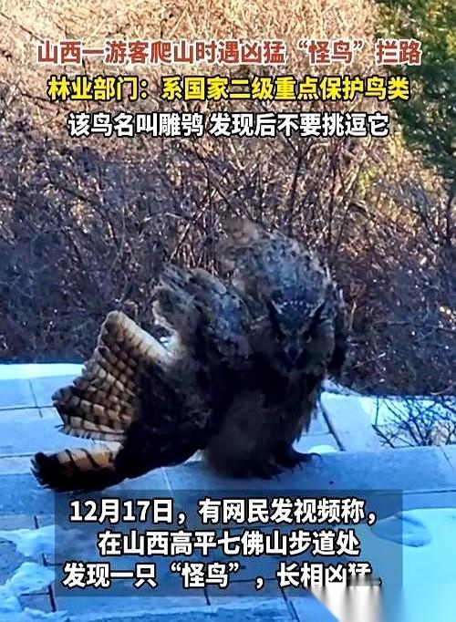 好家伙，这哥们儿哪是去爬山，这是去华山论剑，偶遇雕兄了吧。
就这么一只大家伙，翅