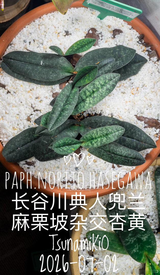长谷川典人兜兰，由原产自云南的麻栗坡兜兰x杏黄兜兰，经美国人杂交，以日本人名字命