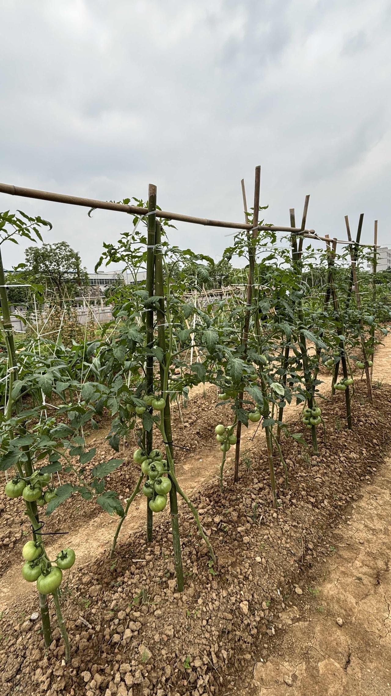 种菜我们拼尽了全力啊！
两个人星期天沉浸式种菜，原本只想做些简单的修修剪剪。结果