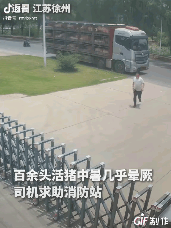 徐州高温天百头生猪中暑，司机急得冲进消防站求助。消防员持续喷水50分钟救下一车猪
