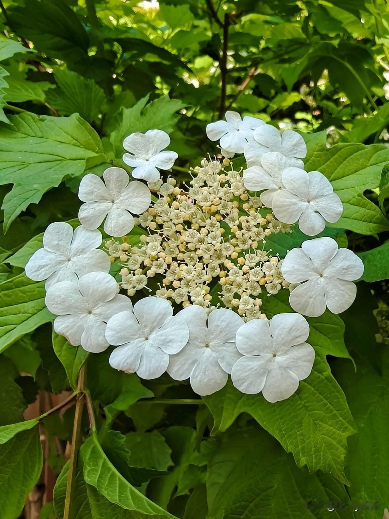 欧洲荚蒾
一树荚蒾开似雪，秋来红果染霜华，清风漫揽山河静，素艳皆藏自在姿。