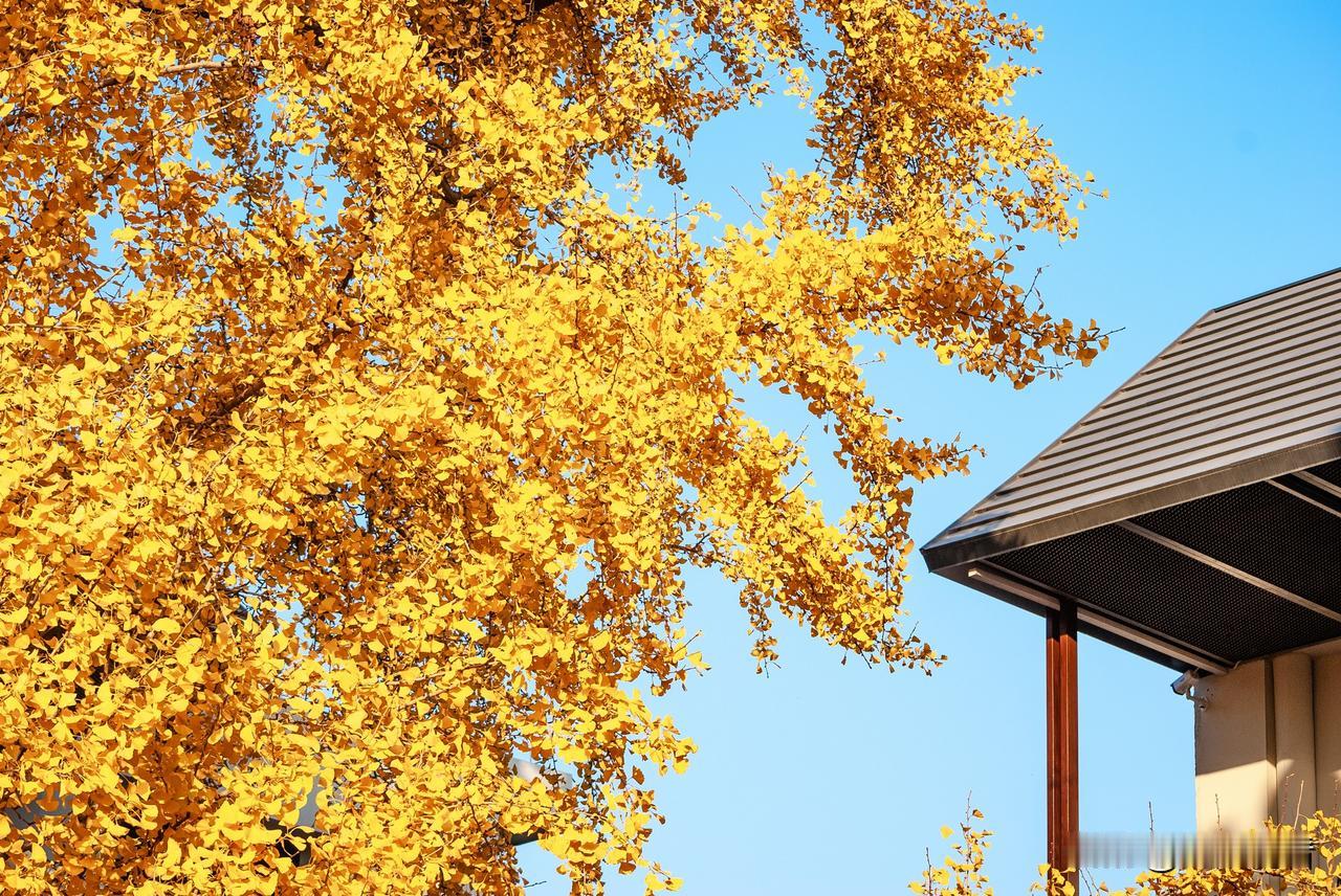 扬州冬日阳光里的银杏树叶是一道亮丽的风景线。阳光下，金黄色的银杏叶成为冬日画卷中