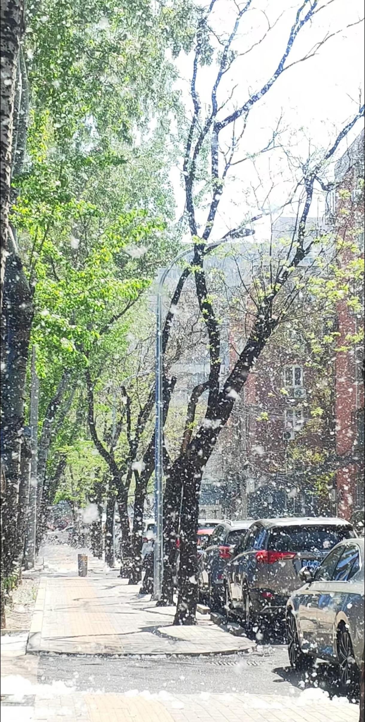 漫天杨絮惹人烦，为何不能一砍了之？

四月北方，漫天“白雪”。这不是风景，是灾难