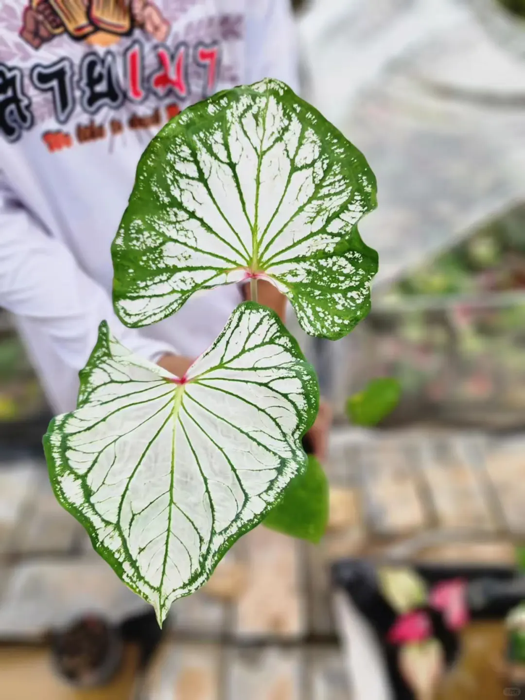 破碎的心