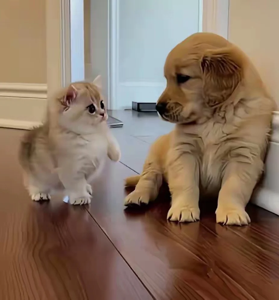 过度慕强，其背后大都藏着一个曾对父母或重要养育者失望的孩子。 从自体心...