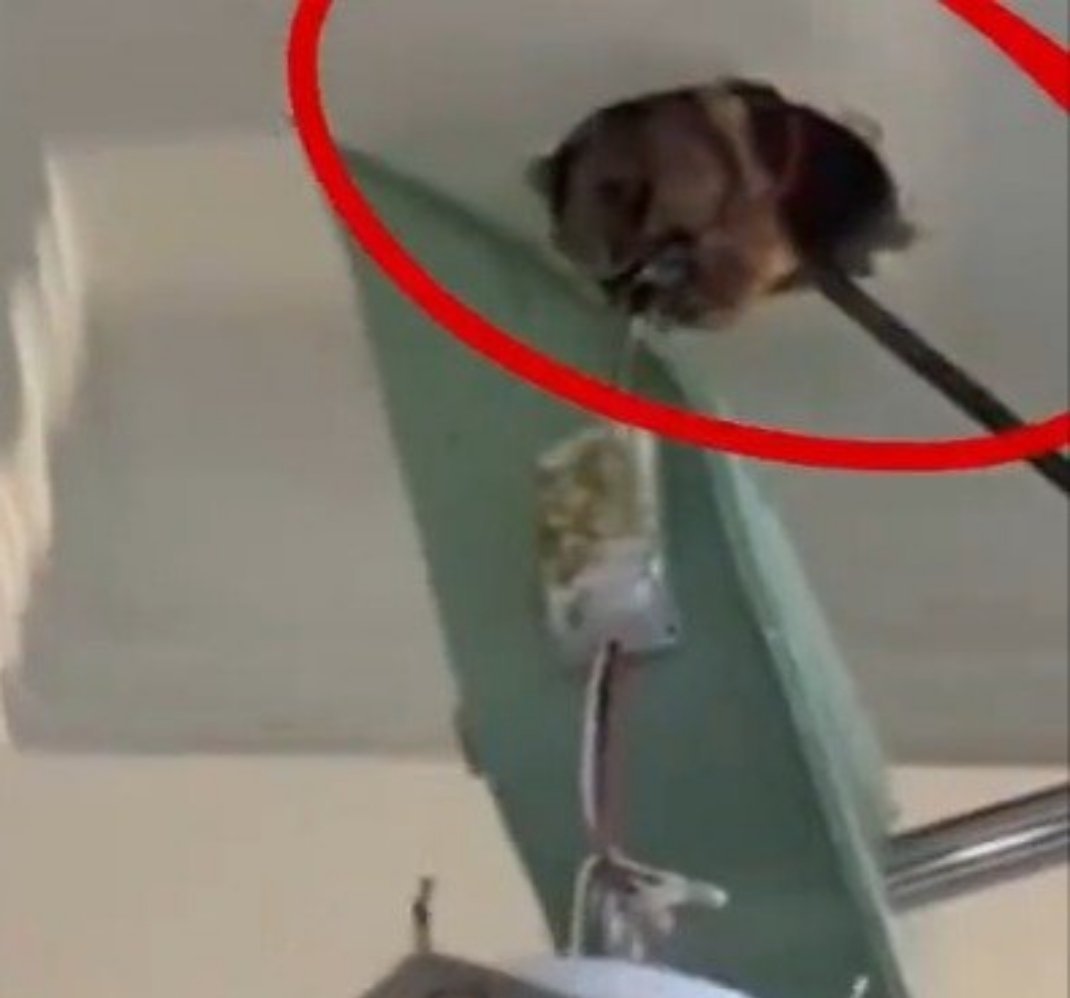 房东觉得房子卖亏了报复买家真的大开眼界，就因为觉得卖房亏了，偷偷在新房各处藏腐烂