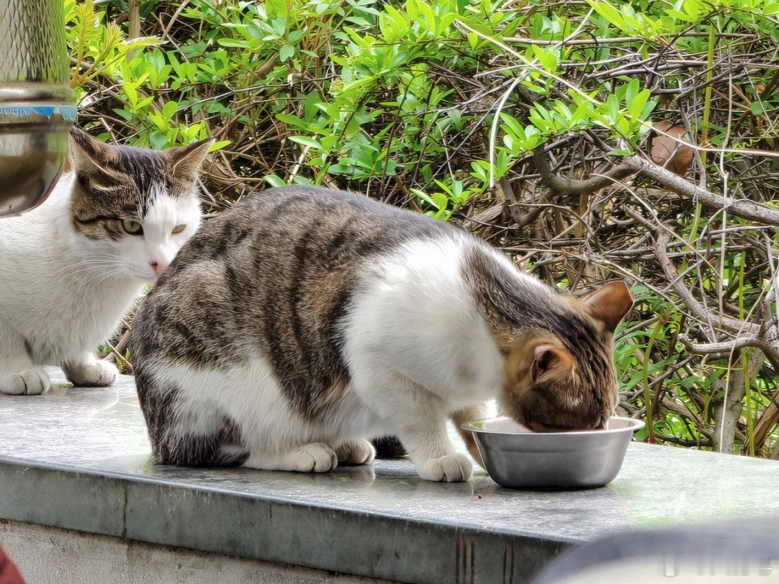 我可能抓到是哪个喵天天大半夜爬我车尿尿了。回家我和它好好谈谈。