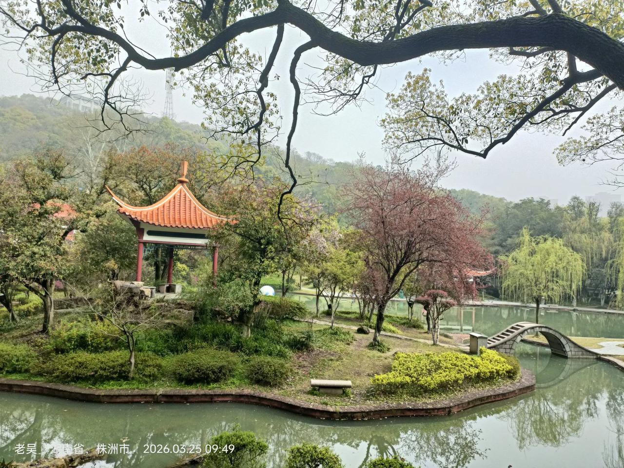 随手拍美风景春色满园蔷薇园(株洲)