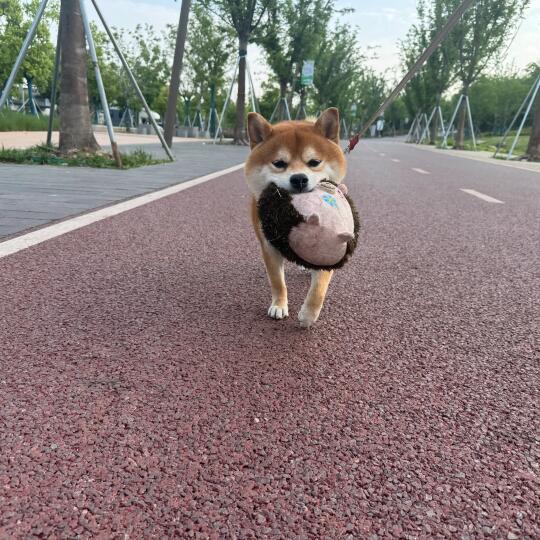 今天是小刺猬