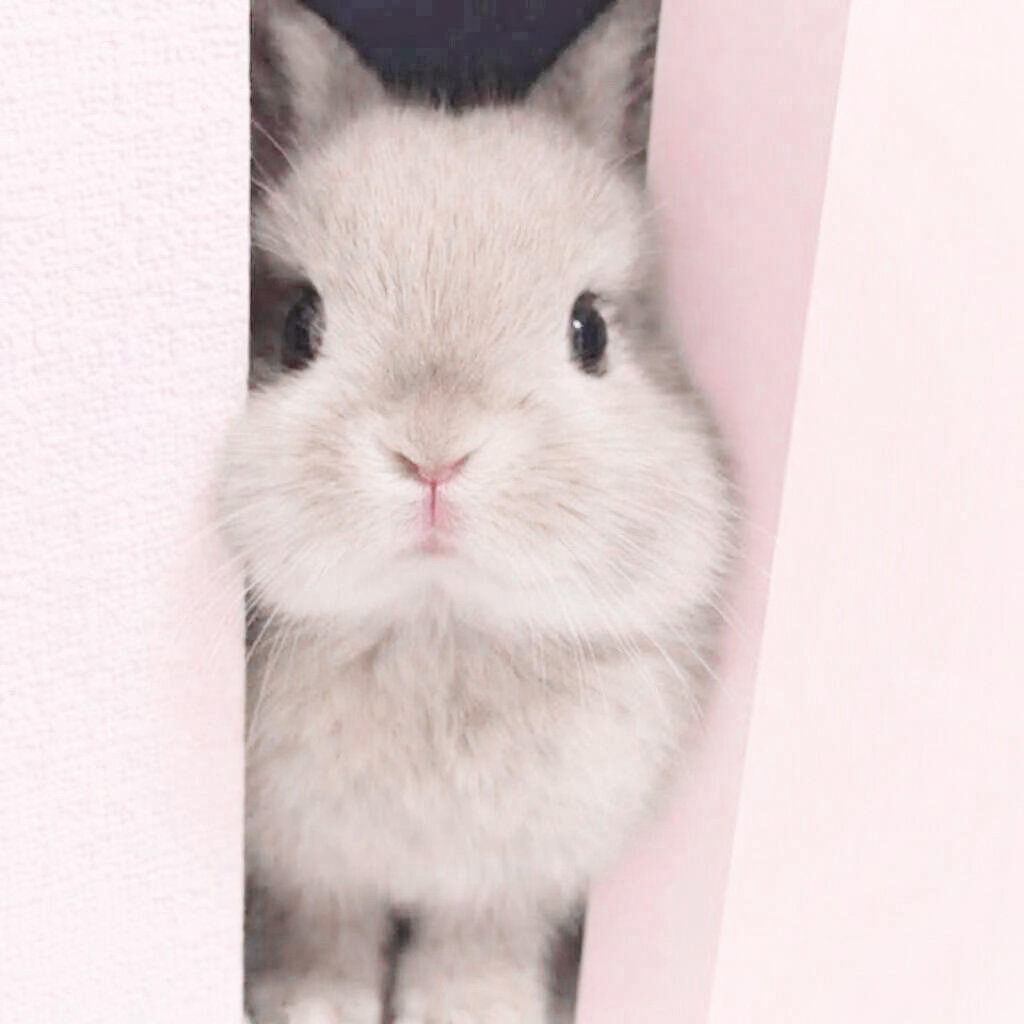 ૮Ꮚ ⸝⸝ ◞ ˕ ◟꒱ა ♡ 