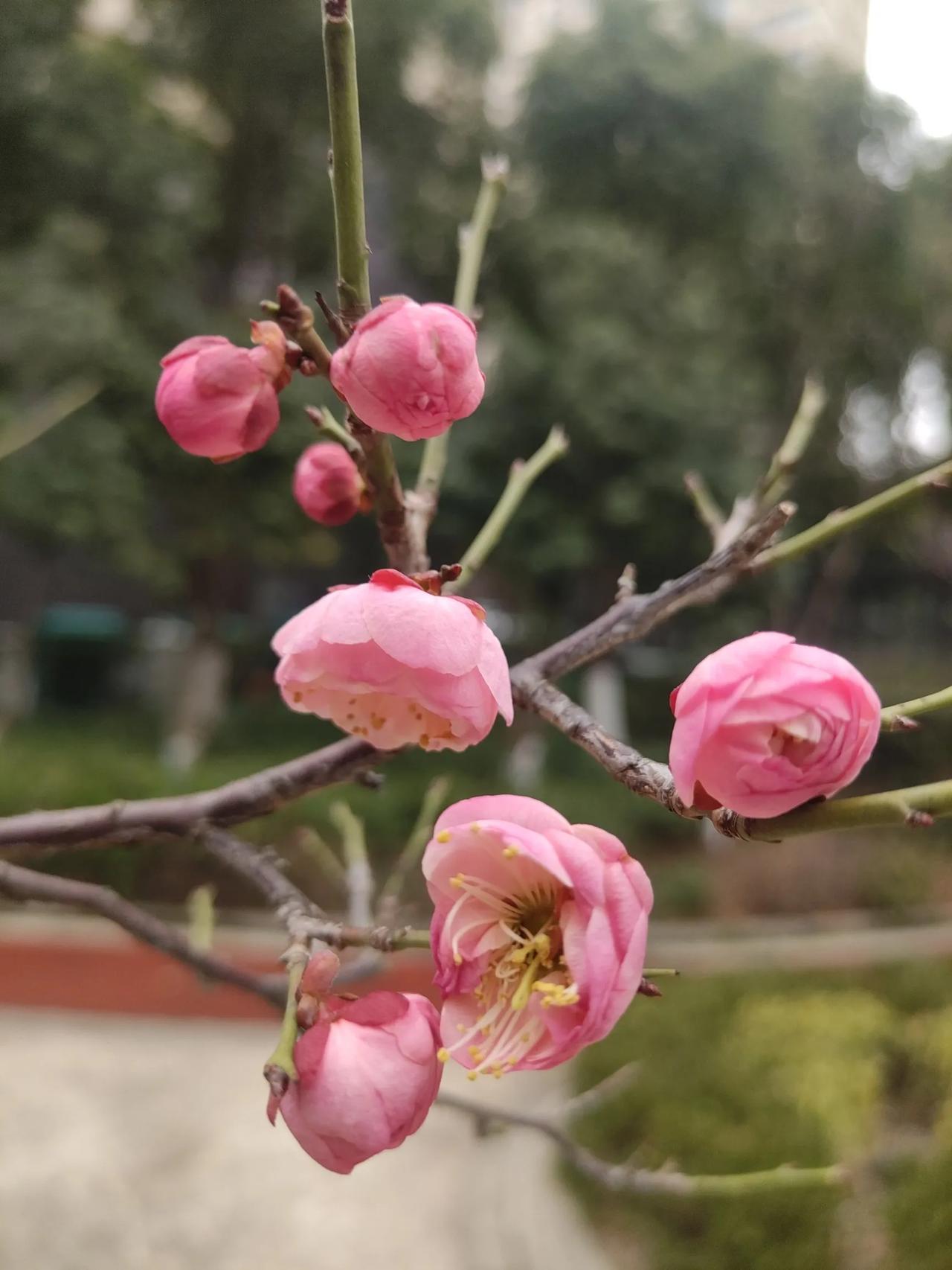 雨打红梅春正萌（散文诗）

雨水浇打节气，春天的雨滋润一个冬天的干涸。
雨声嘀嗒