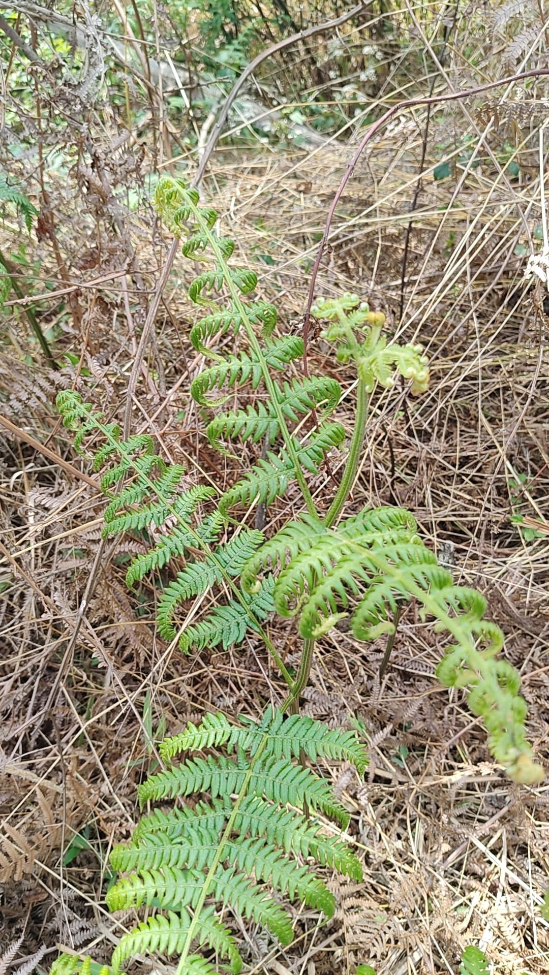 量化交易对于A股的反噬作用终于来了！
1，流动性被量化交易搞得连成交量都缩量到了