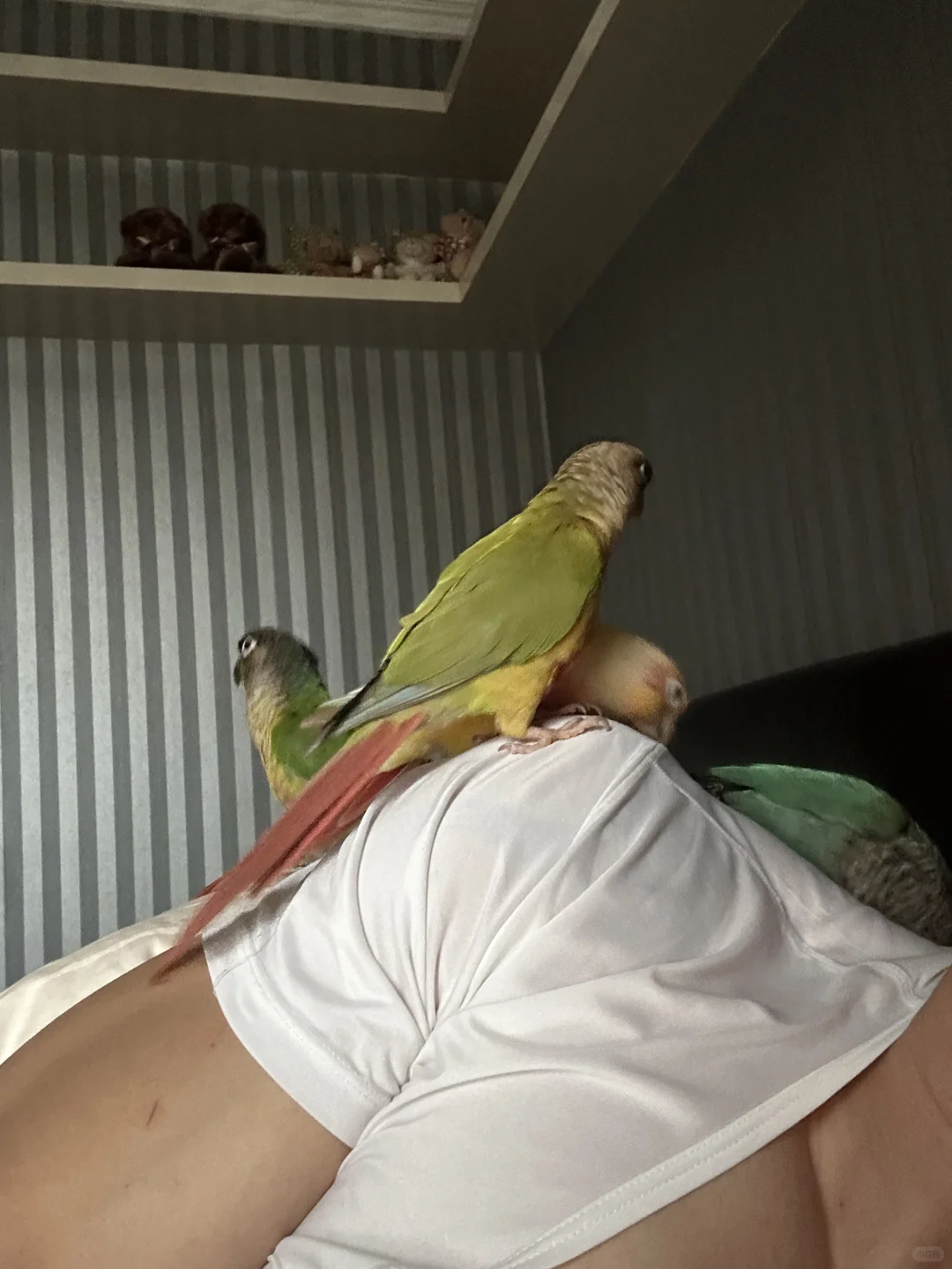 我的自然闹钟⏰