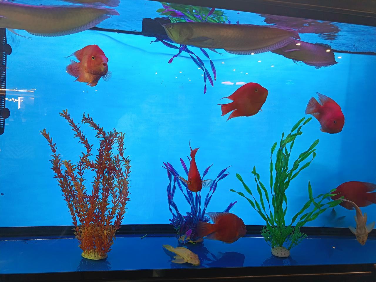 我家鱼缸里，几尾血鹦鹉红得热烈，裹着珠光在蓝水里晃悠，头顶那条银龙鱼慢悠悠扫过，