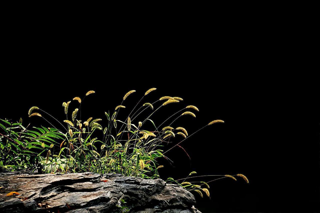 秋草。