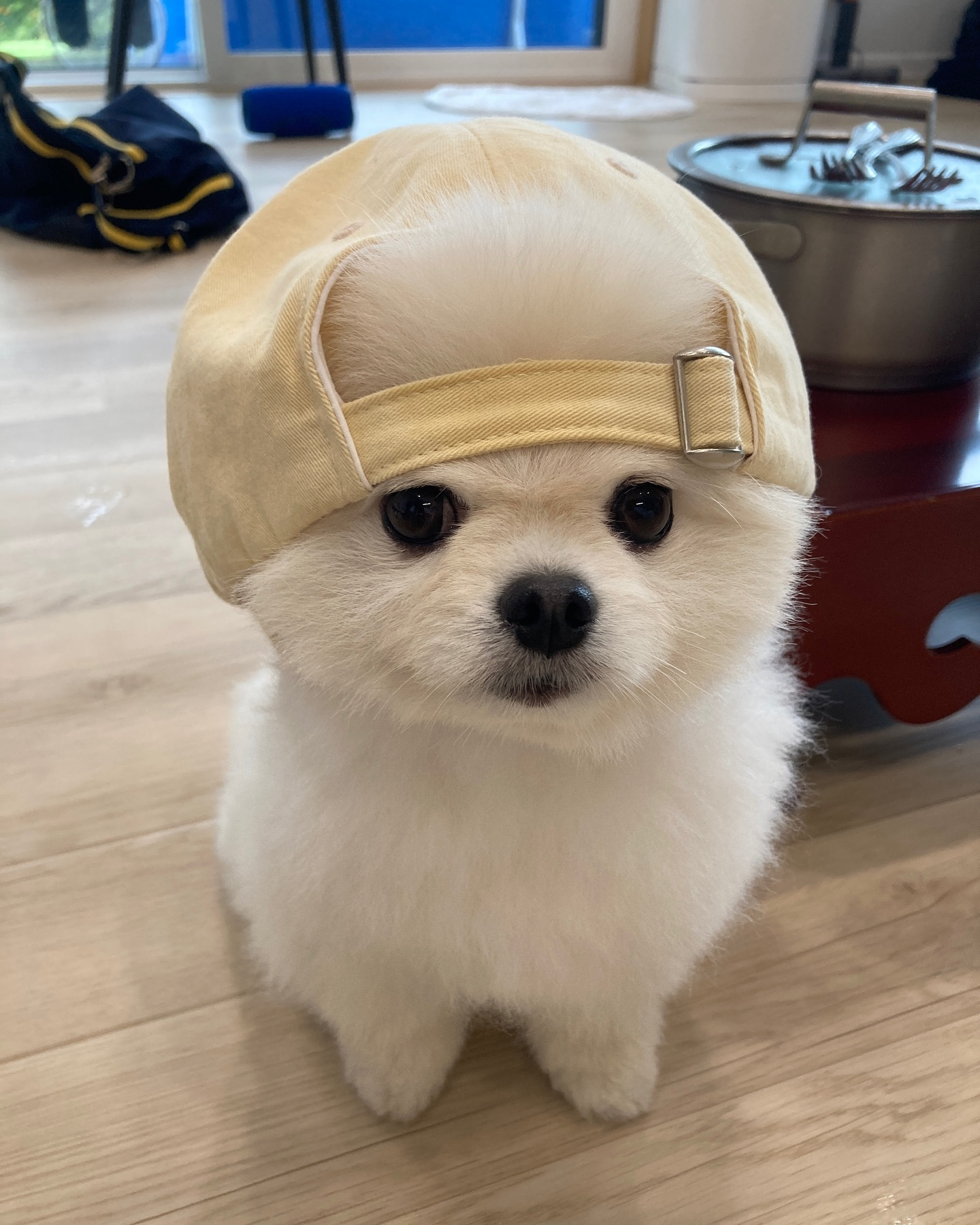 小狗：帽子反戴，我最可爱！ 