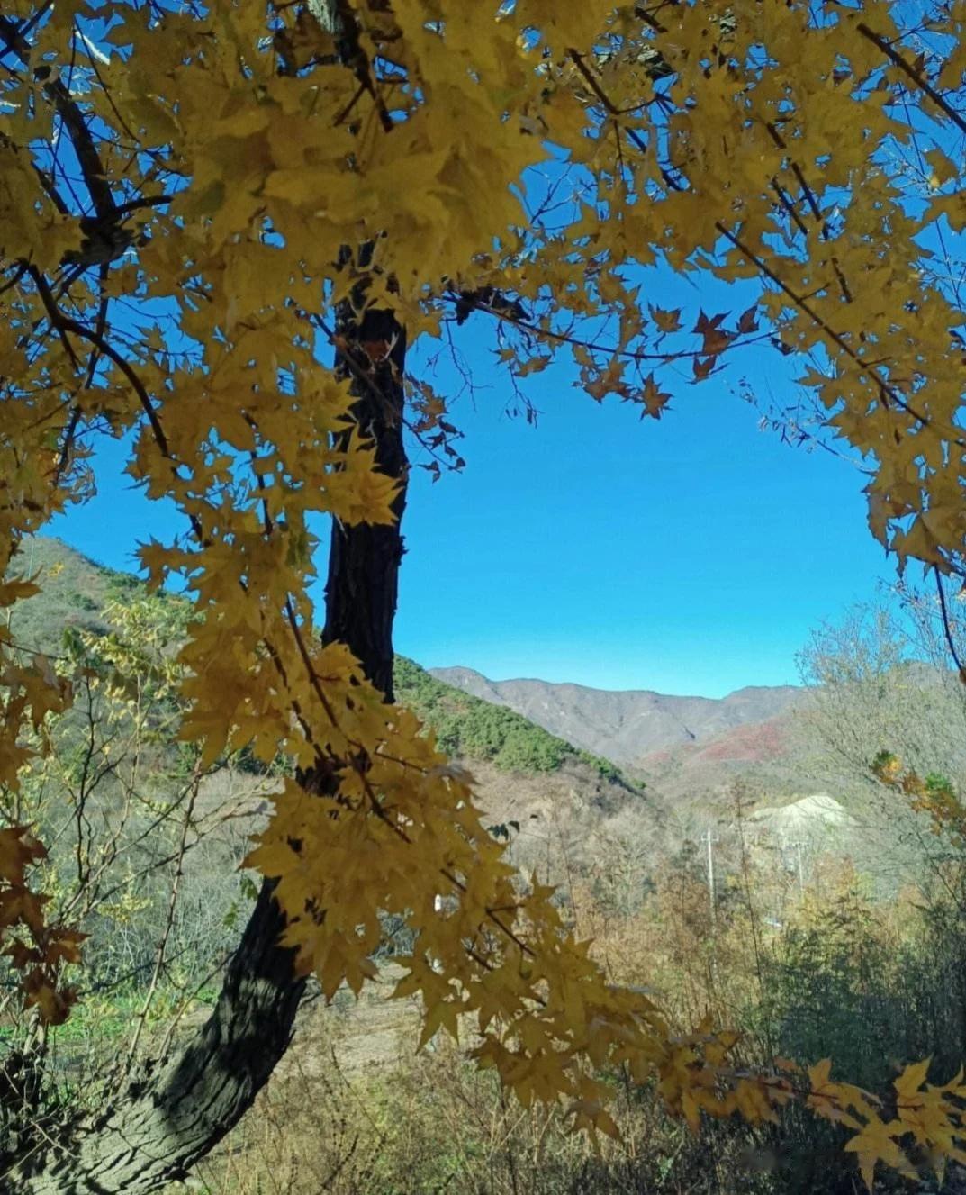 妙峰山路被评为“北京最美乡村路”，进入9月下旬妙峰山开始漫山红遍，五彩斑斓。
妙