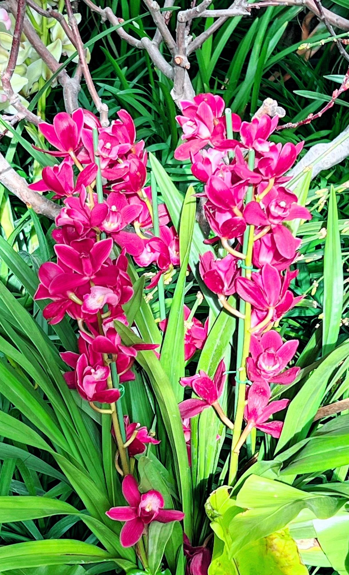 【原创】新春赏花：紫花映碧叶，春意满庭芳。