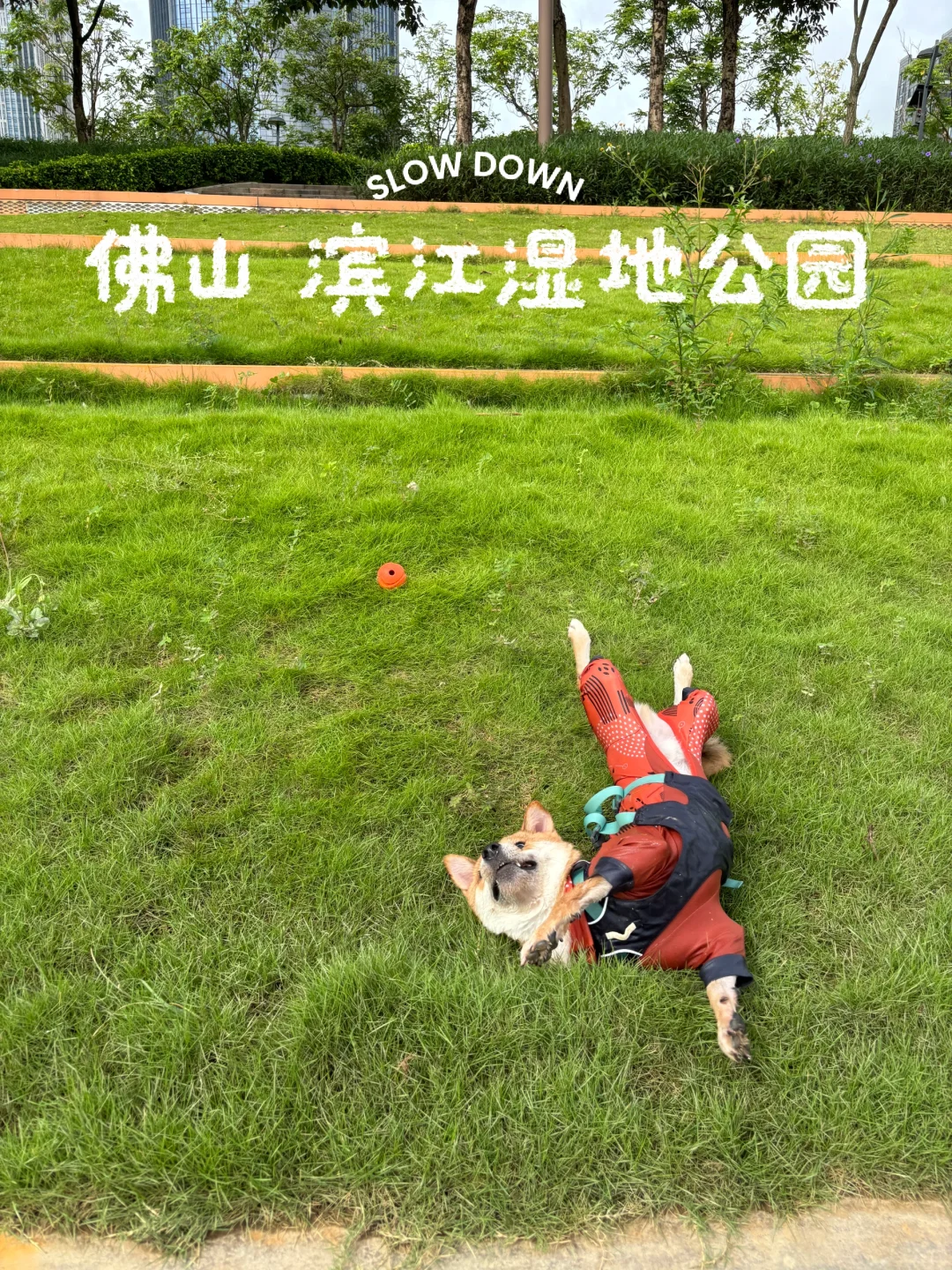 遛狗日记｜今天都是巨可爱的live图