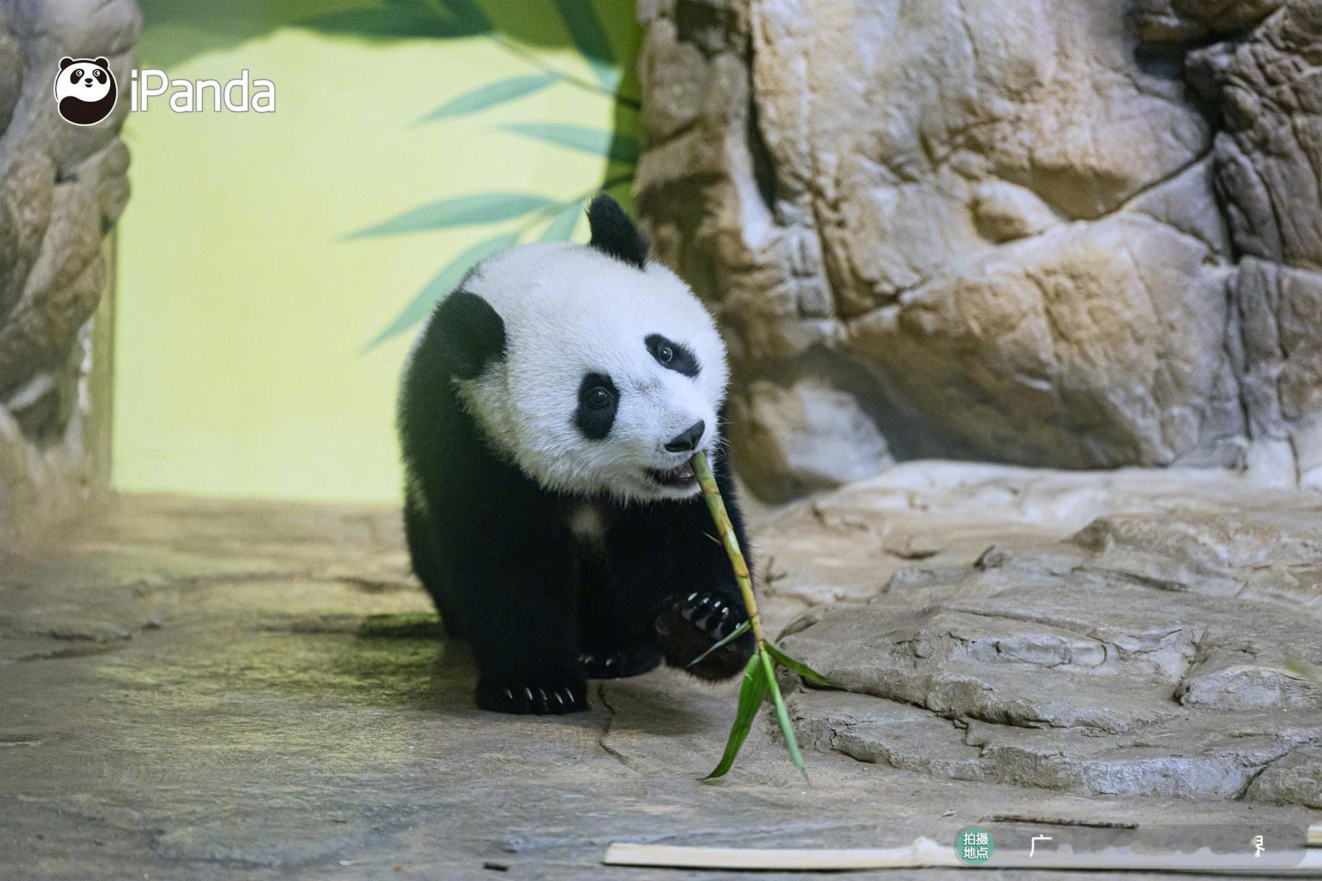 (｡♡‿♡｡)今天去上课了，什么课？当然是想你的每时每刻～[害羞]熊猫趣图 大熊