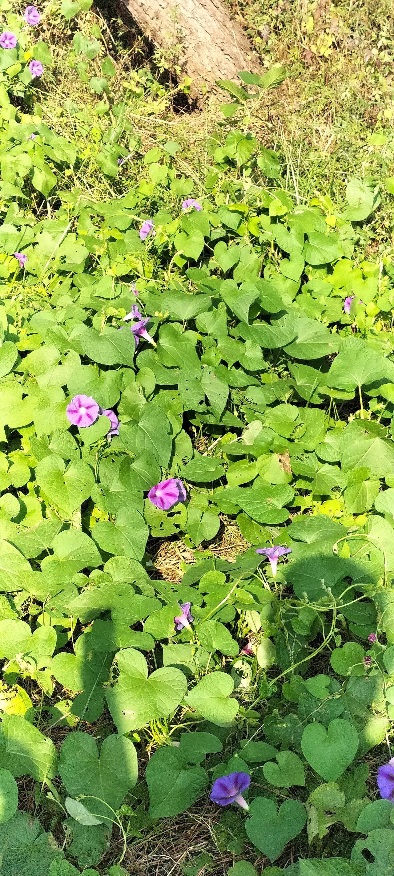 秦书汉简唐宋诗，
明月清风时来去。
一抹残山剩水在，
多少英雄意踟蹰。
不见南阳