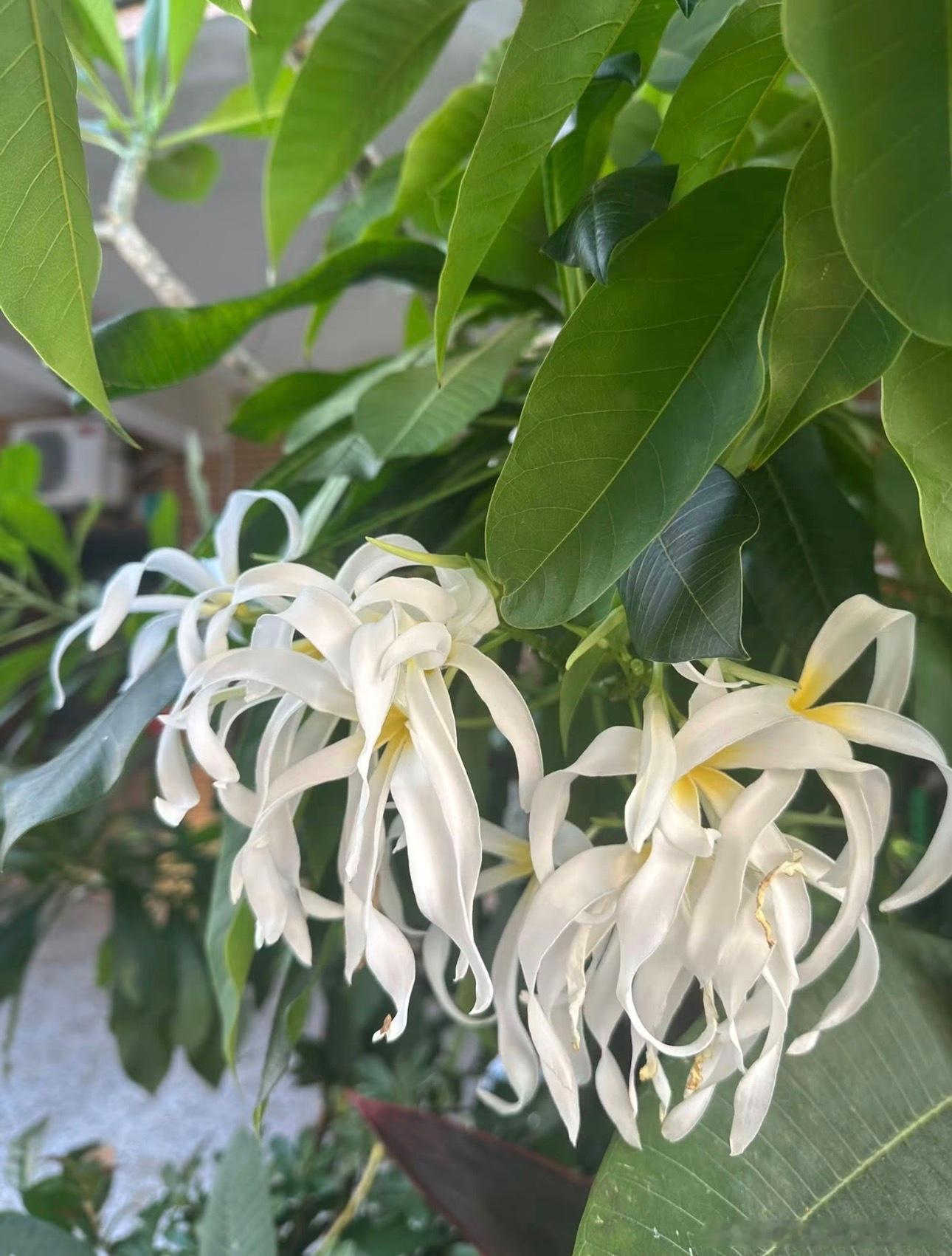 你从来没见过的鸡蛋花！ ​​​