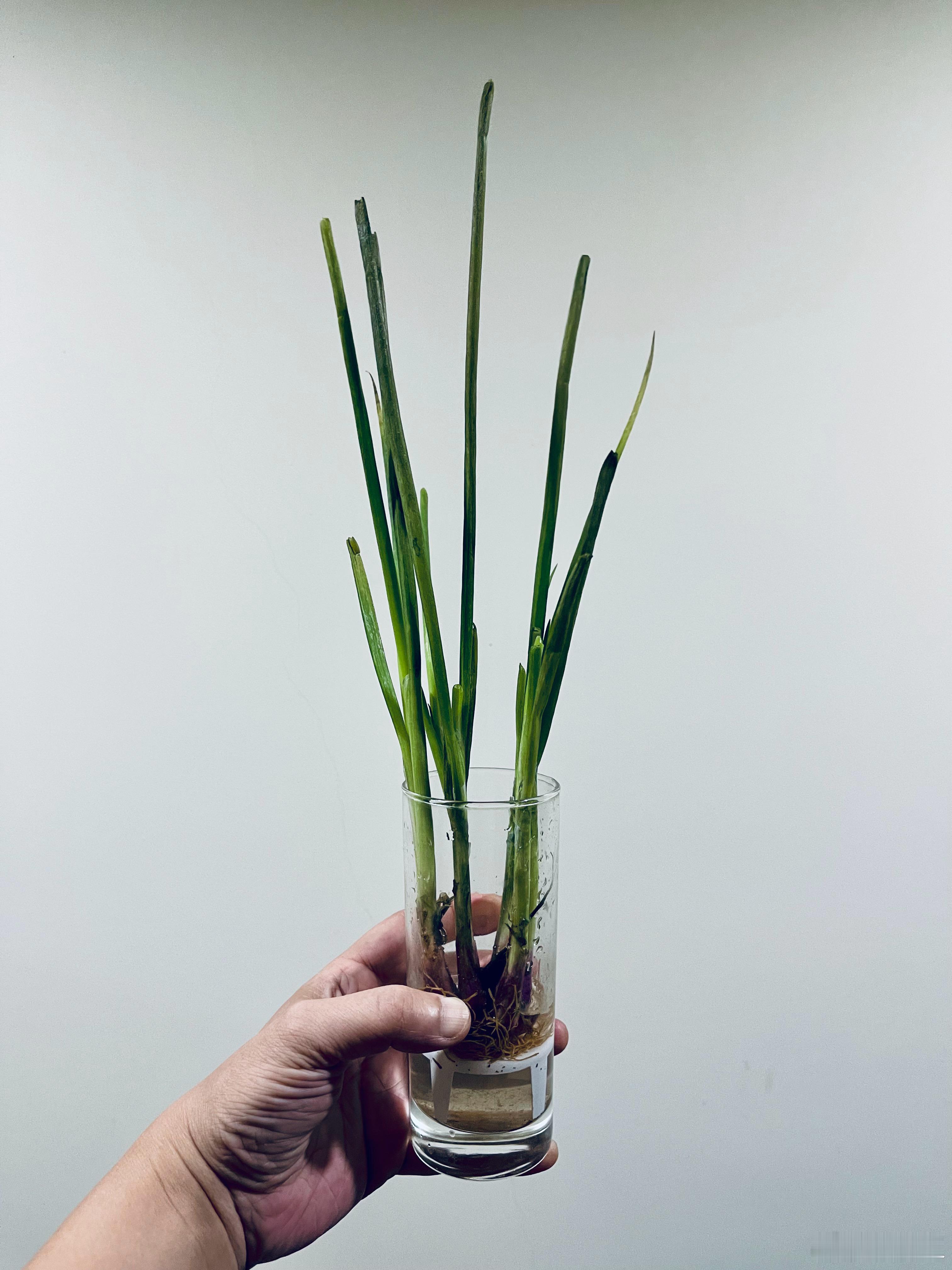 倔的跟牛似的男子活到了在厨房水培小葱的年纪 终于理解为什老登瓶瓶罐罐的不扔水培格