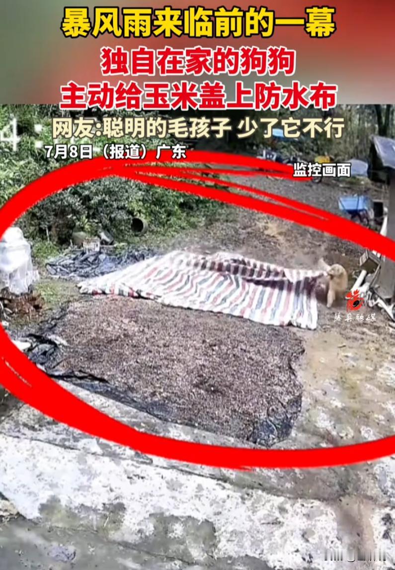 这金毛没白养！广东，主人出门劳作前将玉米铺在院子里晾晒，谁料当地天气突变，短短时