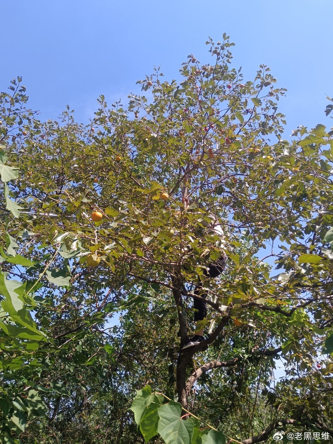 这应该就是周末该有的的样子吧，享受小时候有快乐，为了柿子有多高就得爬多高。 ​​