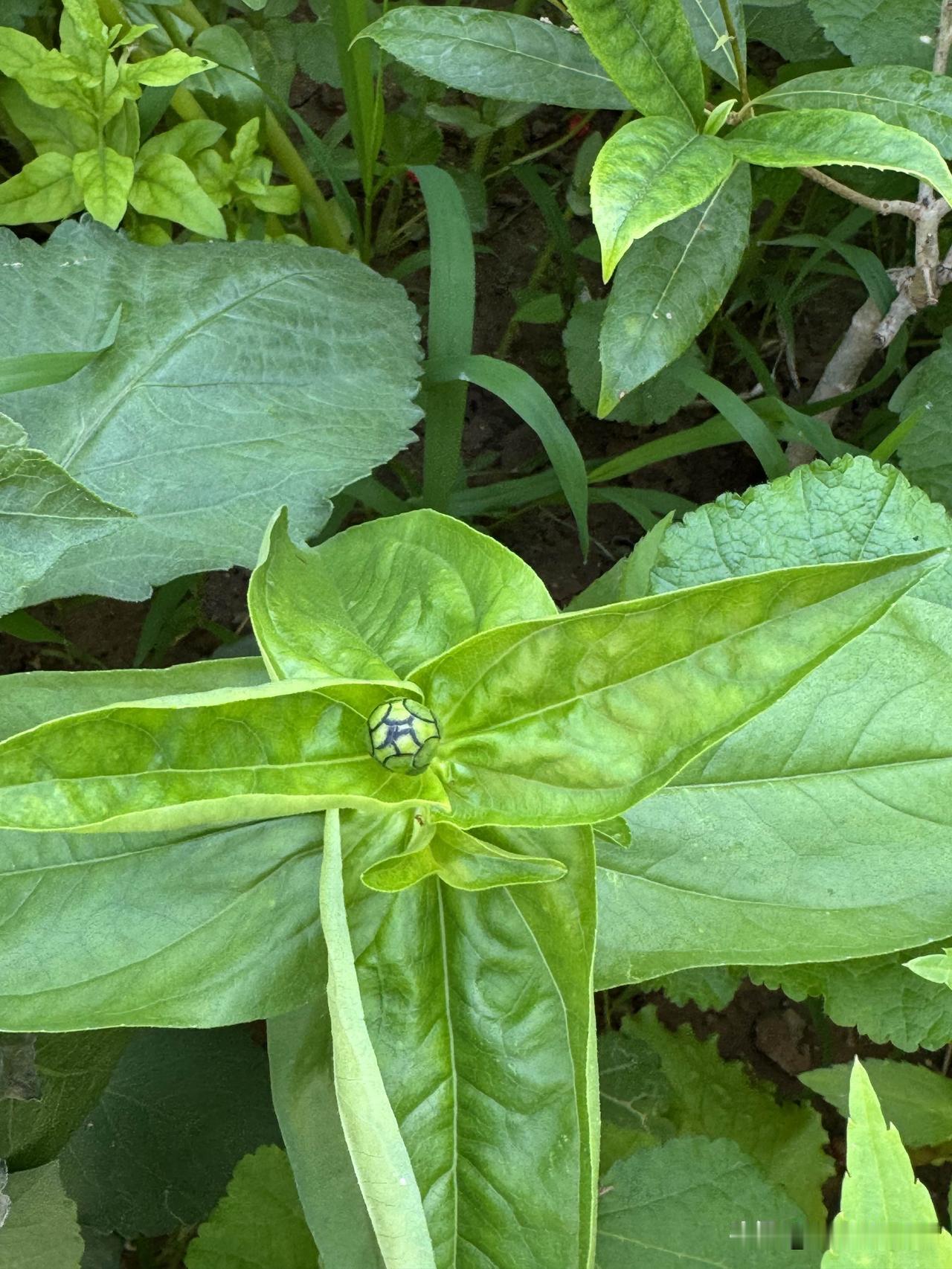 百日草也长了小骨朵了。马上就要开花了。特别喜欢百日草，能长出各种各样的颜色的花。