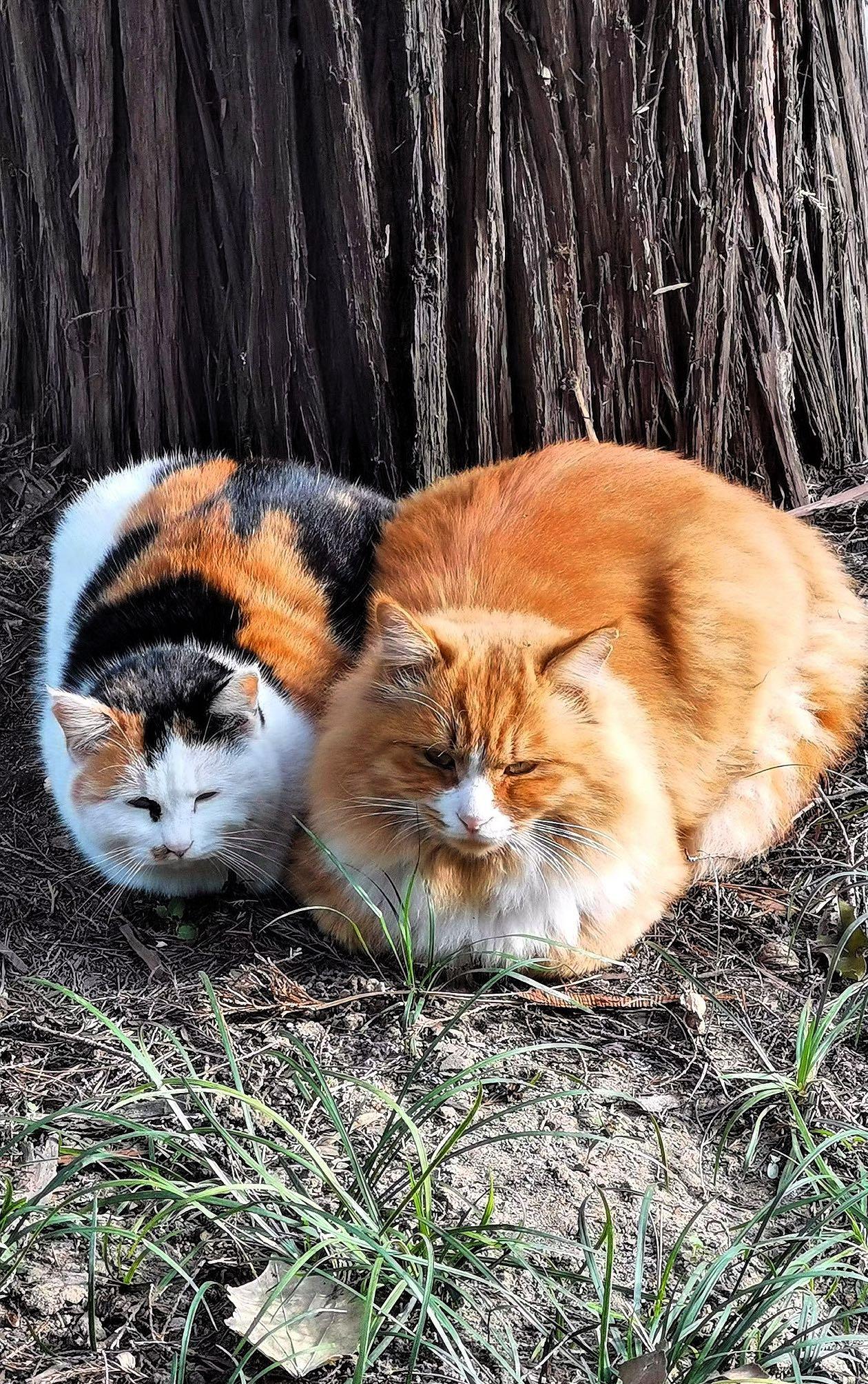有没有可爱的猫咪图片两只可爱的萌猫相依偎，在树荫下享受宁静时光。🐱🌳💕
